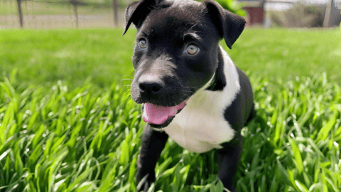 A medium-sized, black and white American Bully Patterdale Terrier Mix pup, with a thick, luscious coat and bright, expressive eyes, posed in front of a lush, green field.