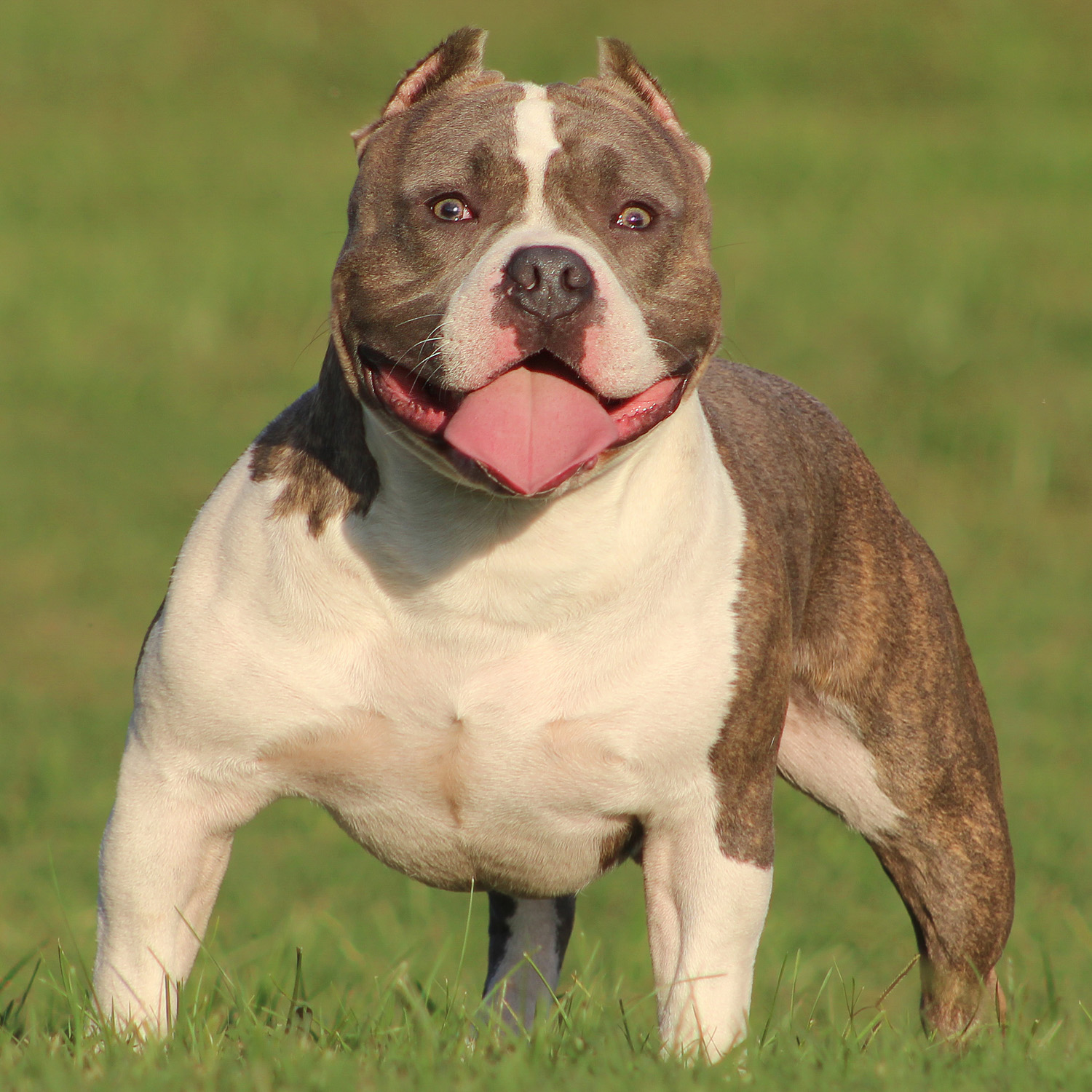 Life Expectancy Of American Bully