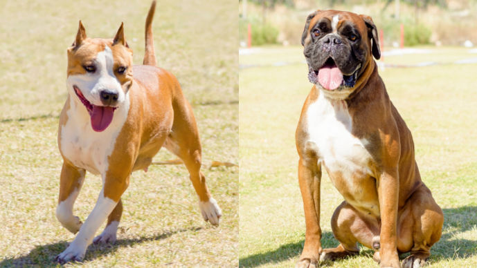 An American Staffordshire Terrier and a Boxer