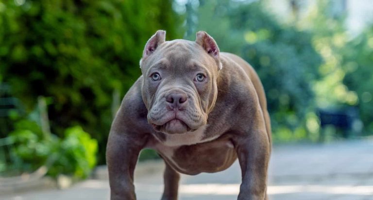 The American Bully Blue Fawn [Quick Facts]