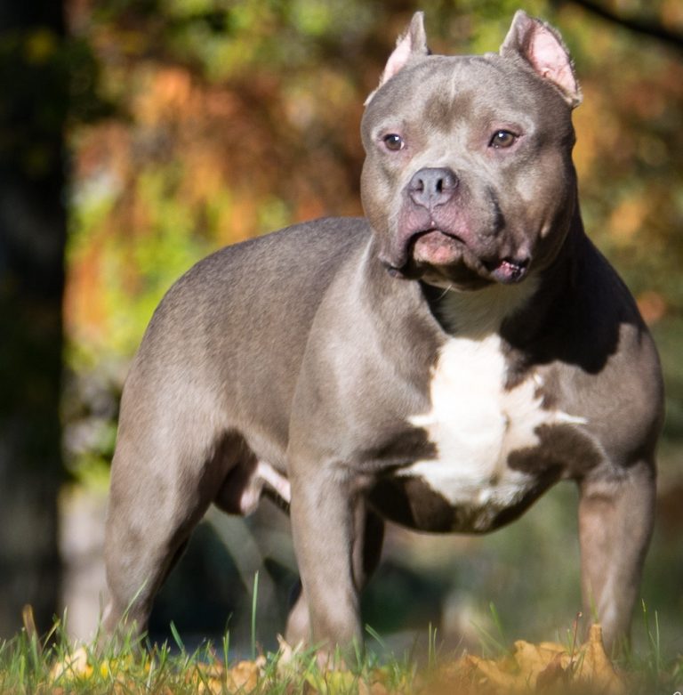 5 Famous American Bully Mix Breed [Quick Facts]