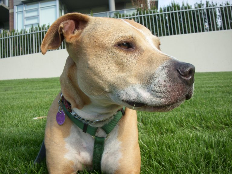 American Staffordshire Terrier Lab Mix: A Perfect Blend