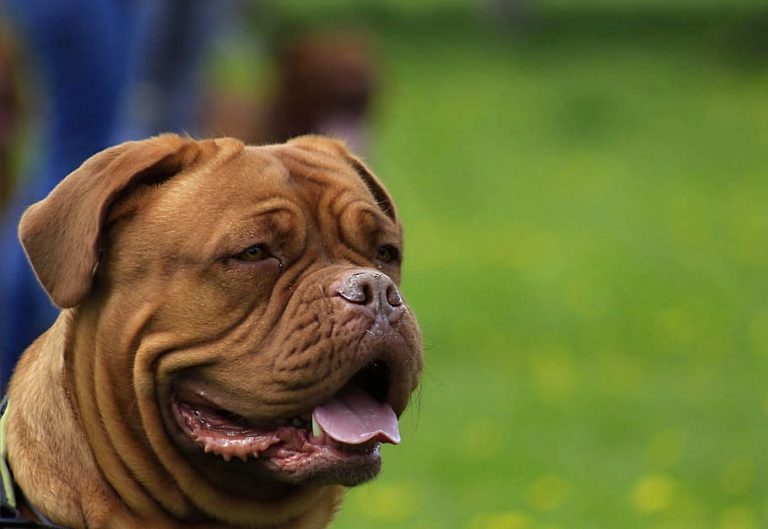 American Bully vs American Bulldog : What’s The Difference? [Answered]