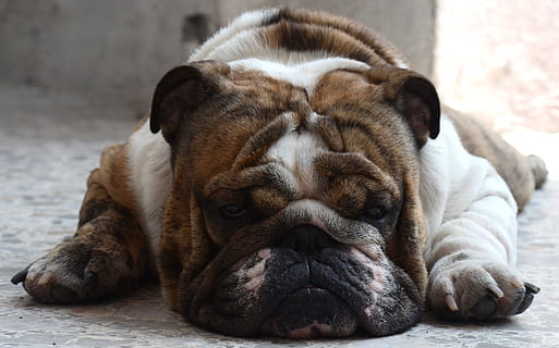 American Bulldog Vs English Bulldog: What’s The Difference? [Quick Review]