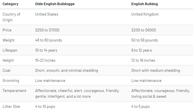 Olde English Bulldogge Vs. English Bulldog