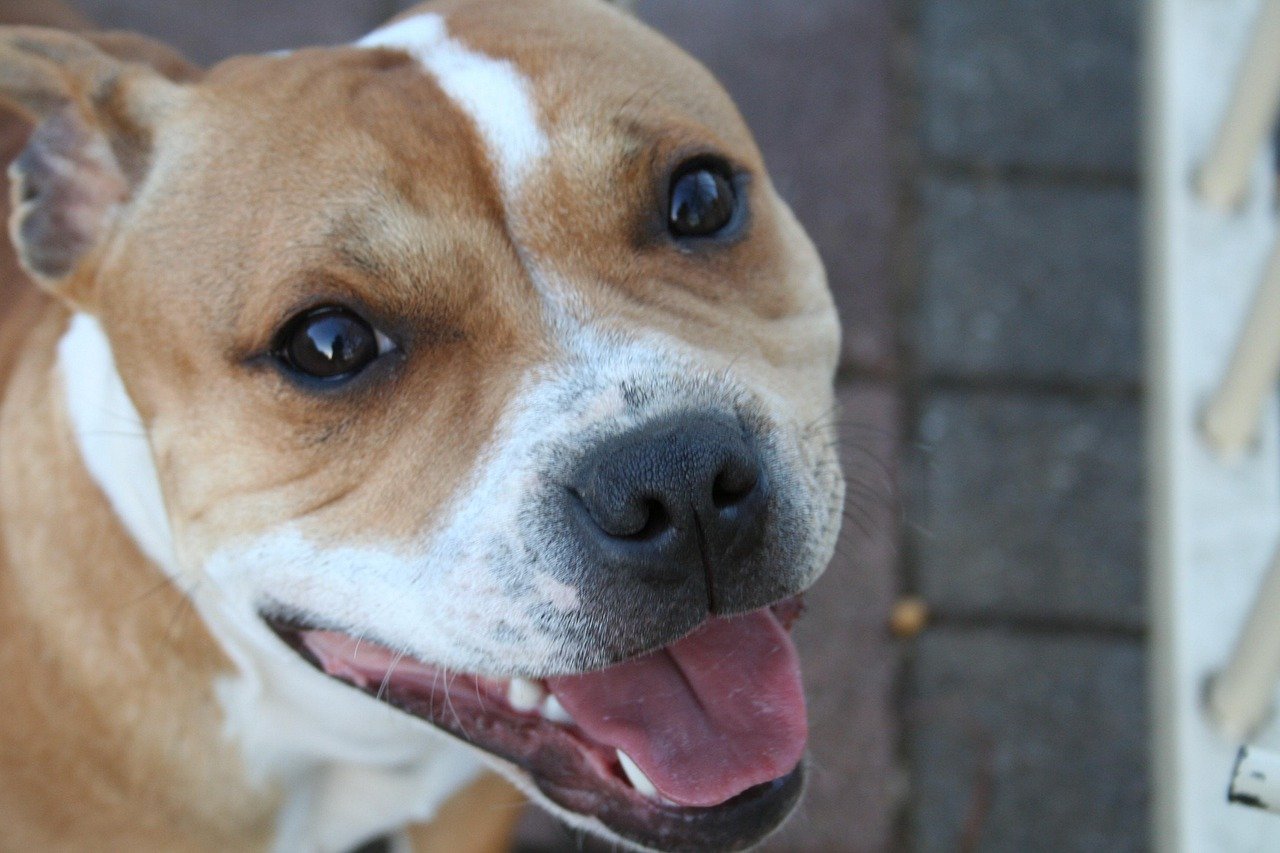 Bully Pit Temperament: Are Bully Pitbull Crosses Good Family Dogs?