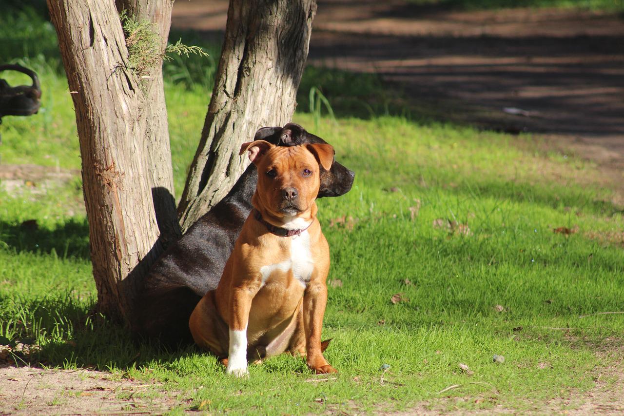 When Should You Begin Training Your Amstaff?