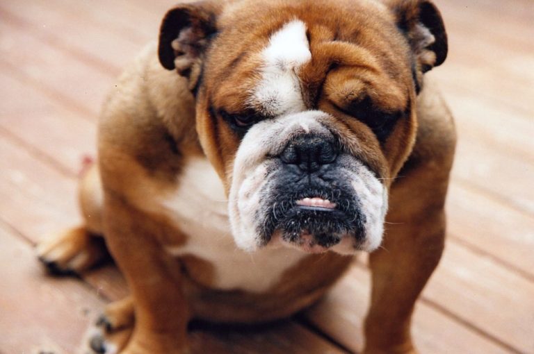 How Long Do Bulldogs Live? [Answered]