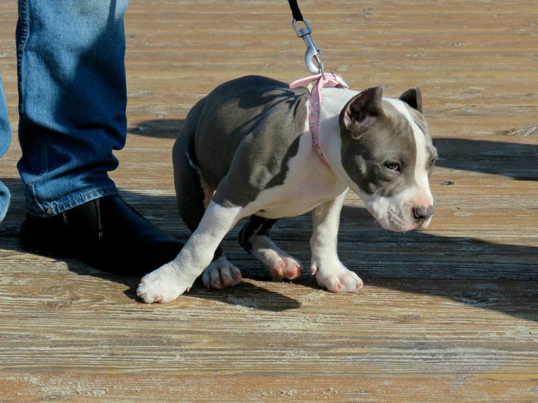 The 4 Best Dog Food For Pitbull Puppies To Gain Weight [Top Picks!]