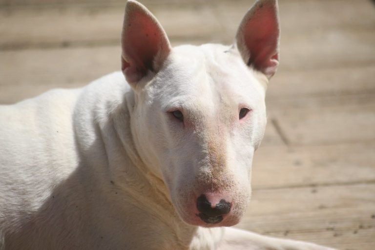 How Long Do Bull Terriers Live? [Answered]