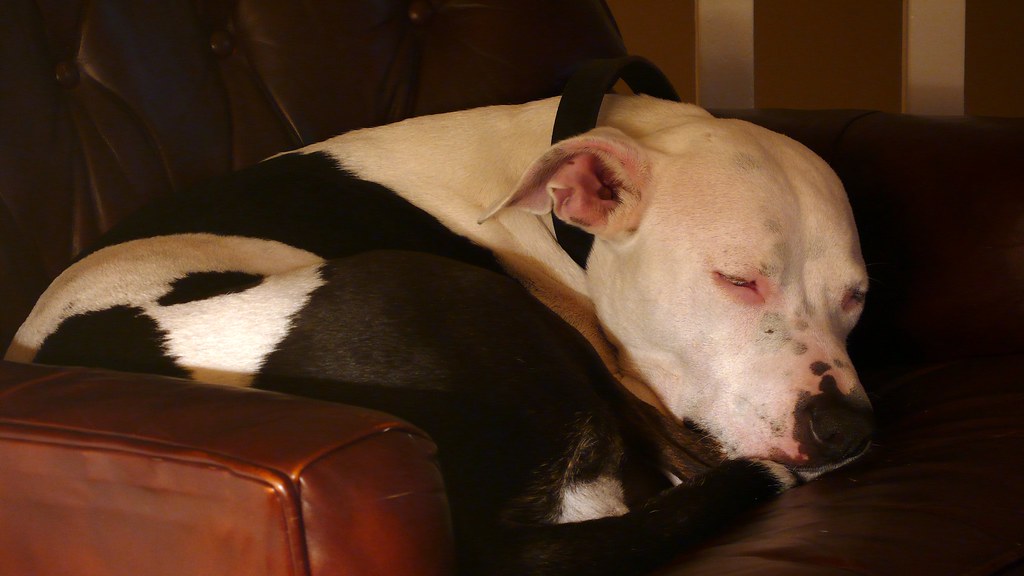 What can I do to make my Pit Bull stop snoring?