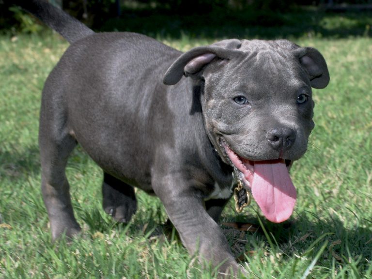 The 6 Best Dog Food For Pitbull Puppies To Gain Muscle [Top Picks!]