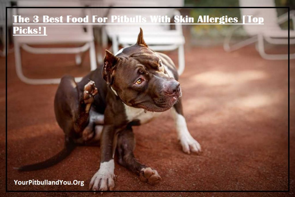 The 3 Best Food For Pitbulls With Skin Allergies [Top Picks!]