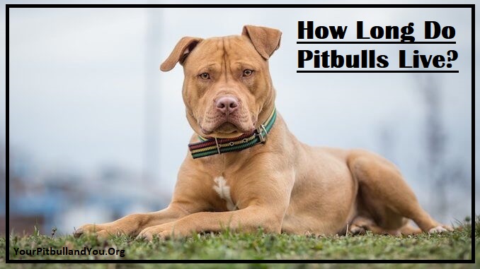How Long Do Pitbulls Live? [Answered]