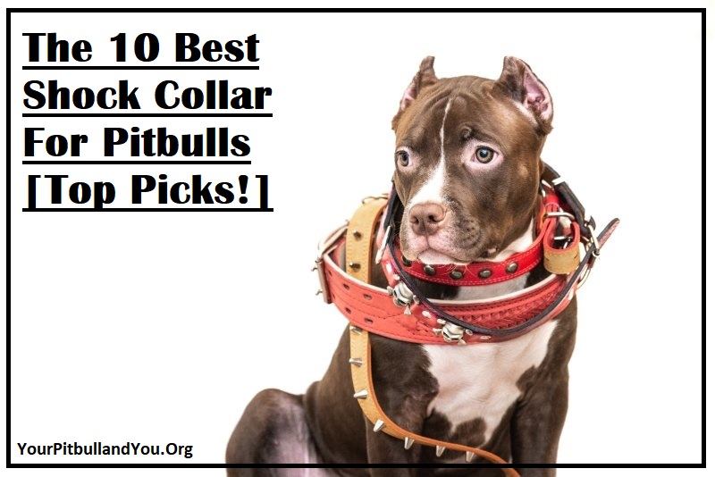 The 10 Best Shock Collar For Pitbulls [Top Picks!]