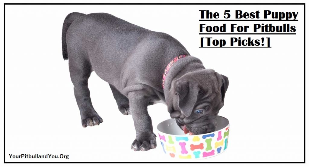 The 5 Best Puppy Food For Pitbulls [Top Picks!]