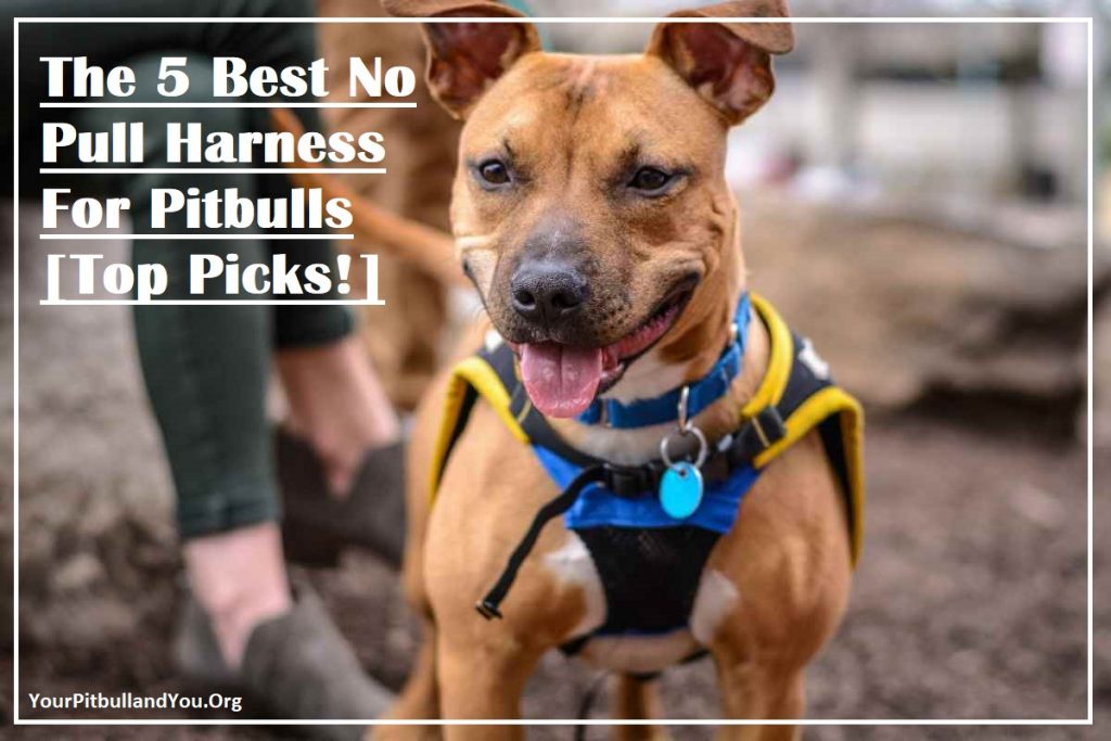 The 5 Best No Pull Harness For Pitbulls [Top Picks!]