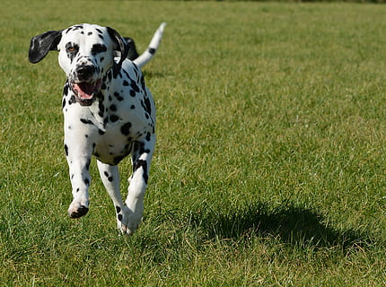 The Dalmatian And Pitbull Mix [Quick Facts]