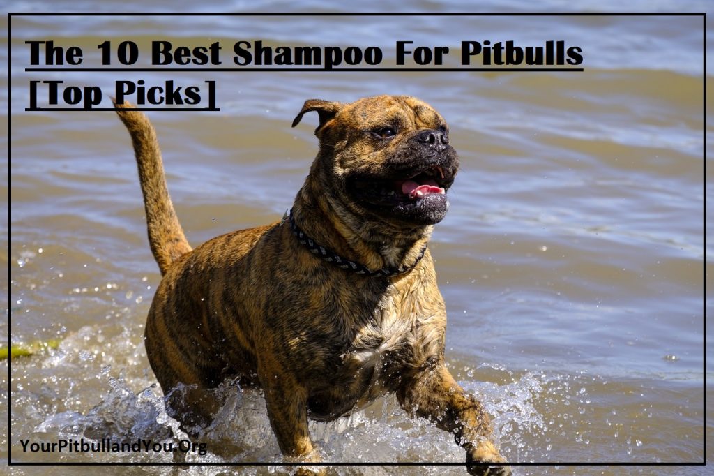The 10 Best Shampoo For Pitbulls [Top Picks]