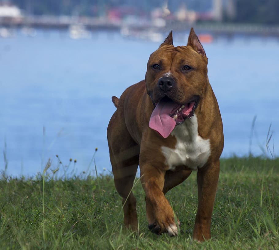 The Advantages of Choosing the Best Pitbull Food