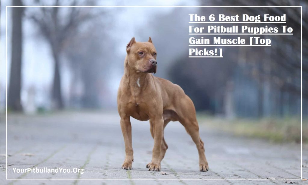 The 6 Best Dog Food For Pitbull Puppies To Gain Muscle 