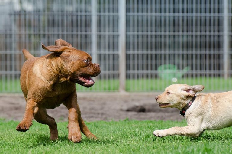 What Is A Pitbull Bite Force? [Answered]