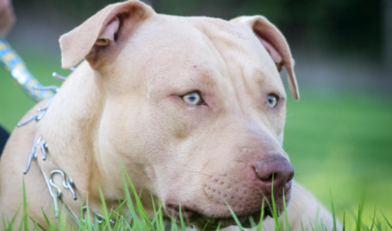 What Is the Blue Fawn Pit Bull's Appearance?