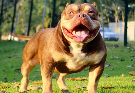Aspects of American Bully Tricolor
