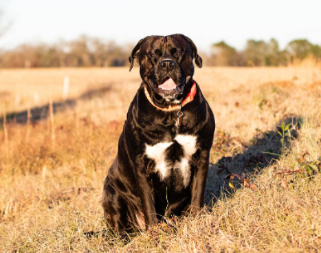 The Black Lab American Bulldog Mix Breed