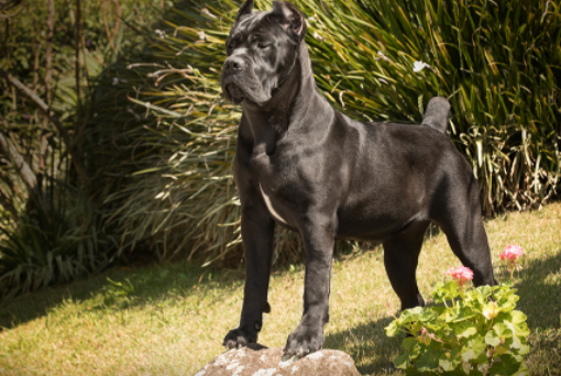 Cane Corso and Pitbull Mix Obedience Training