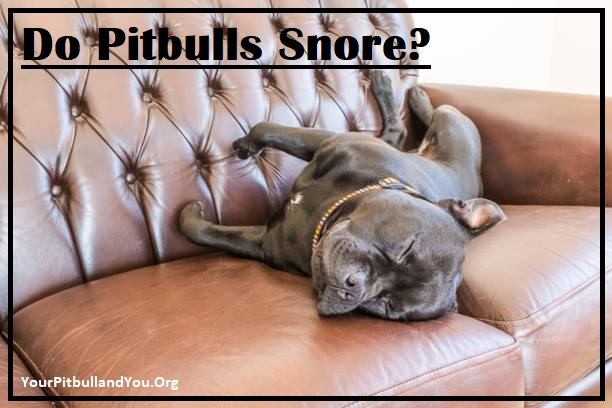 Do Pitbulls Snore?