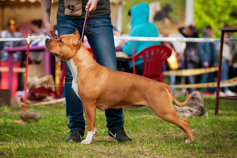 9 American Pit Bull Terrier Training Tips! [Complete Guide]