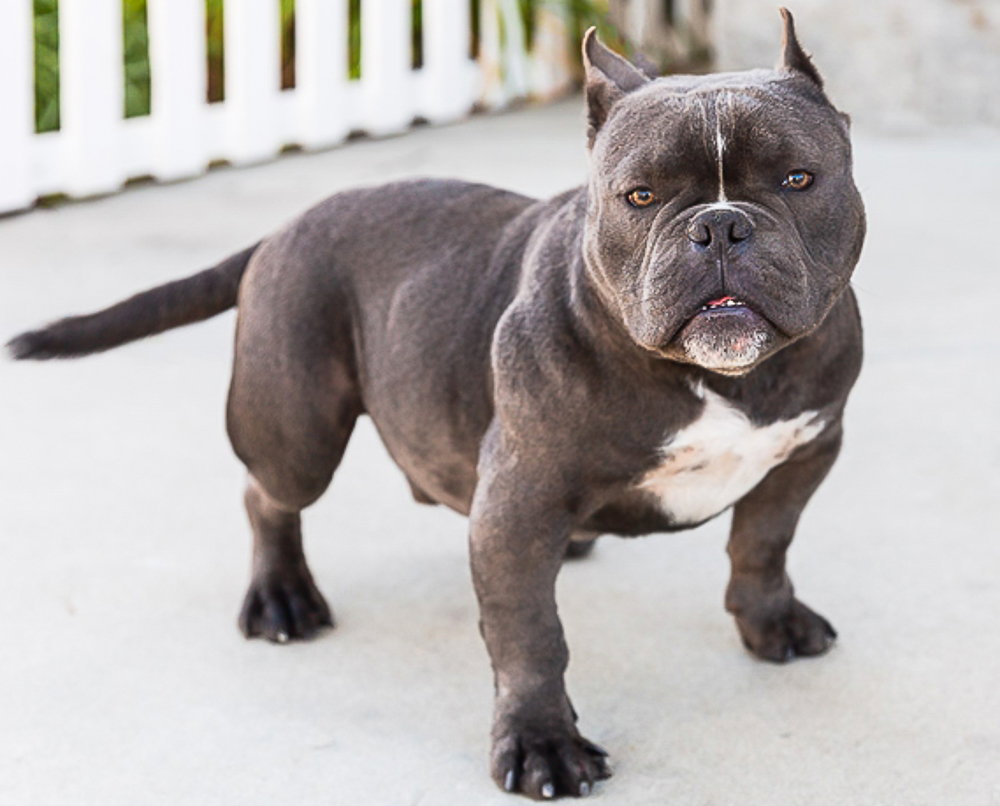 What Are the Characteristics of the Pocket Bully Dog Breed?