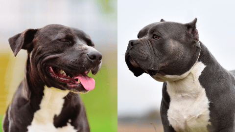 A Pitbull and an American Bully