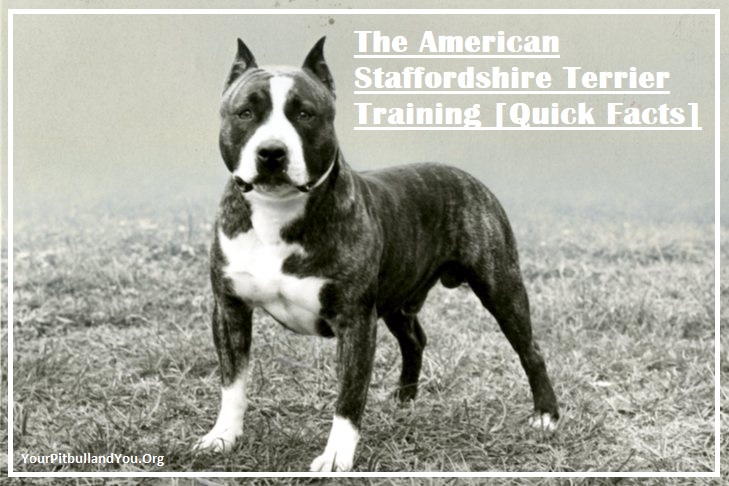 The American Staffordshire Terrier Training [Quick Facts]