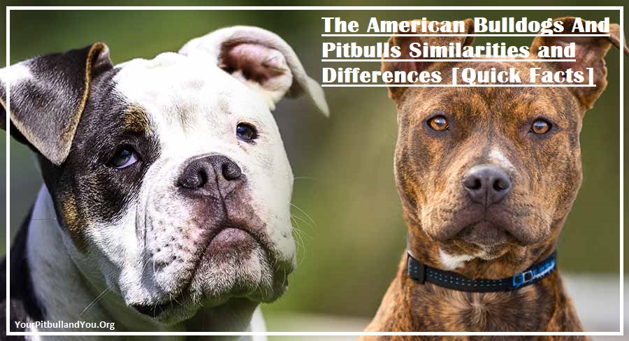 The American Bulldogs And Pitbulls Similarities and Differences [Quick Facts]
