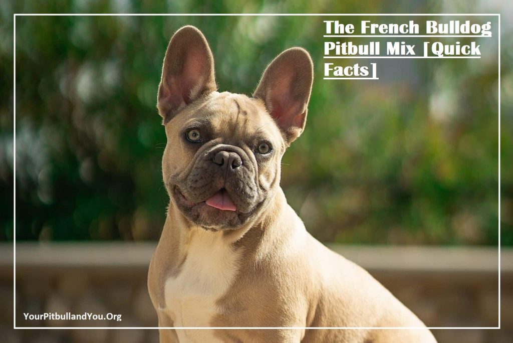 The French Bulldog Pitbull Mix [Quick Facts]