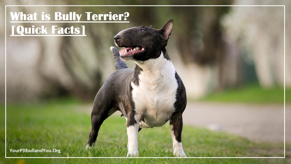 What is Bully Terrier? [Quick Facts]