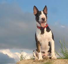What is Bully Terrier? [Quick Facts]