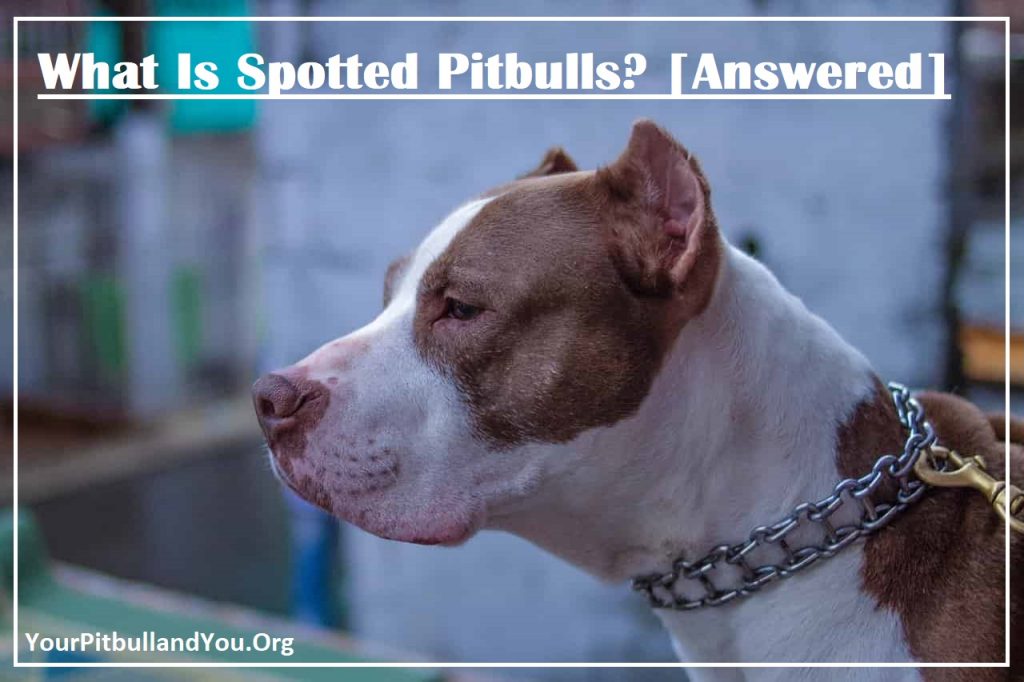 What Is Spotted Pitbulls? 