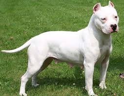 The White Pit Bull Terrier [Quick Facts]