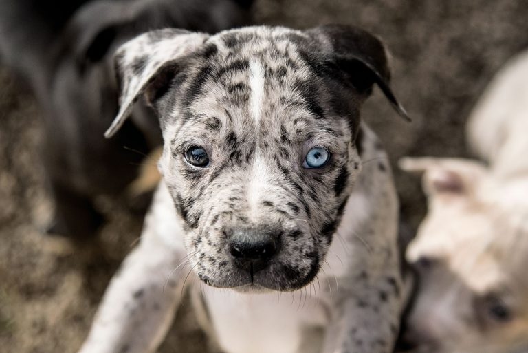 What Is Spotted Pitbulls? [Answered]