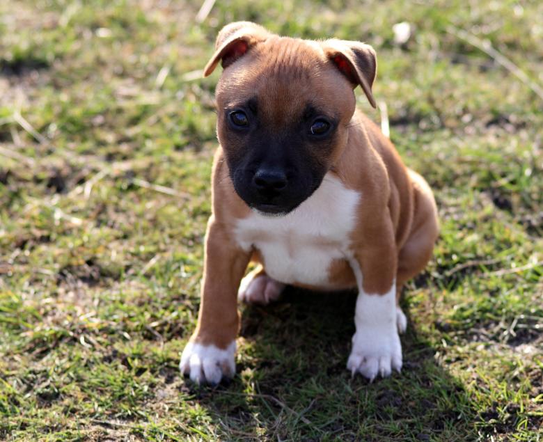 What Is the Most Effective Amstaff Training Program?