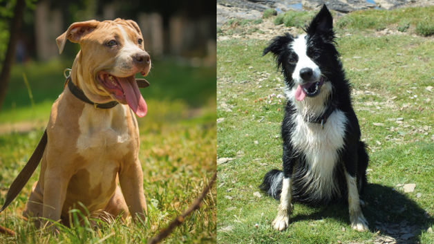 A Pitbull and a Border Collie