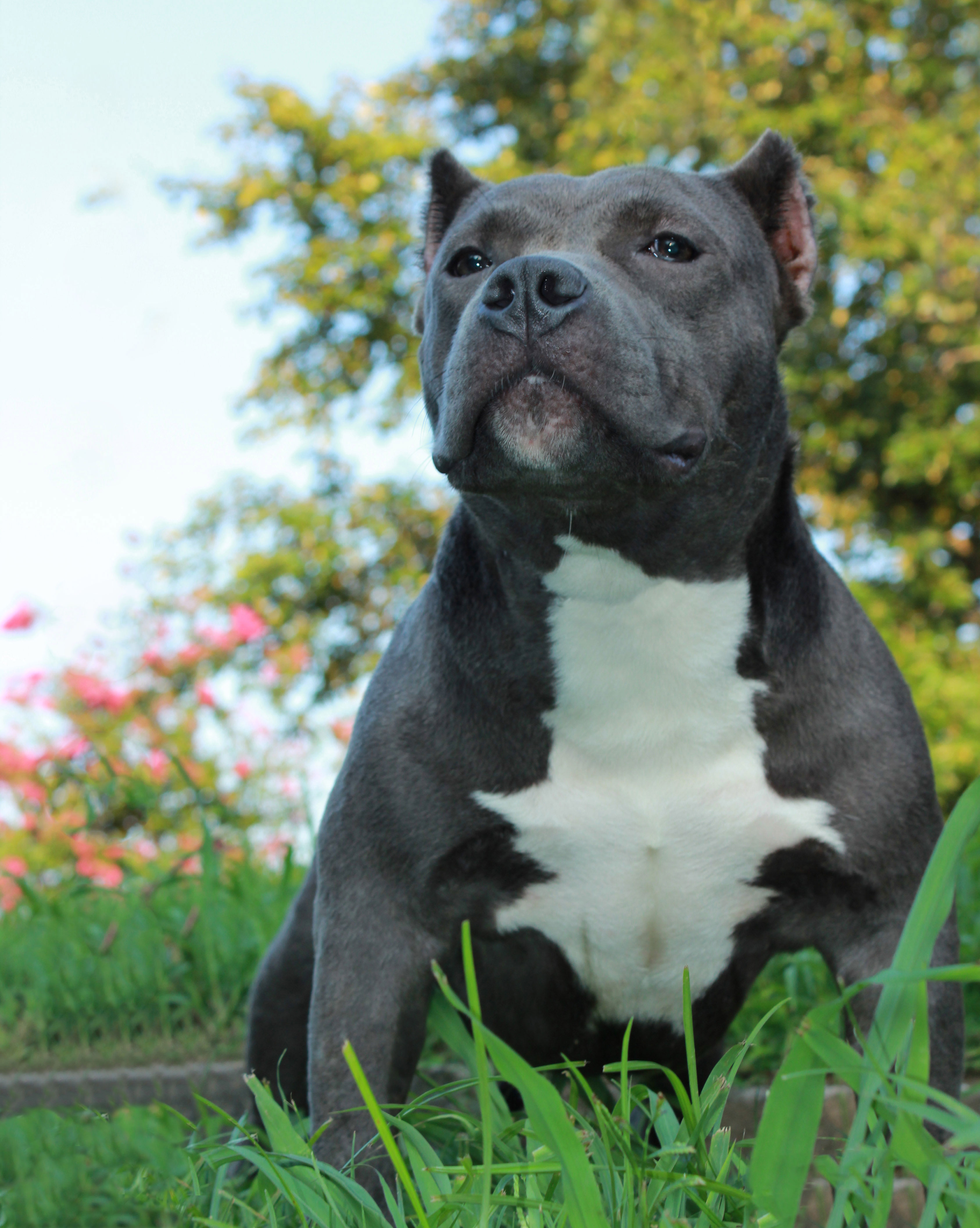 Is the Pitbull an American Bully?