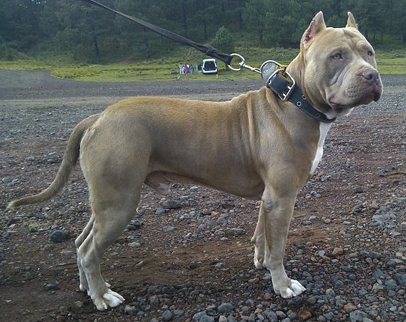 The Fawn American Bully Dog Breed Information
