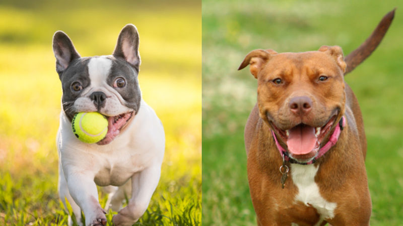 French Bulldog and Pitbull Side-by-Side