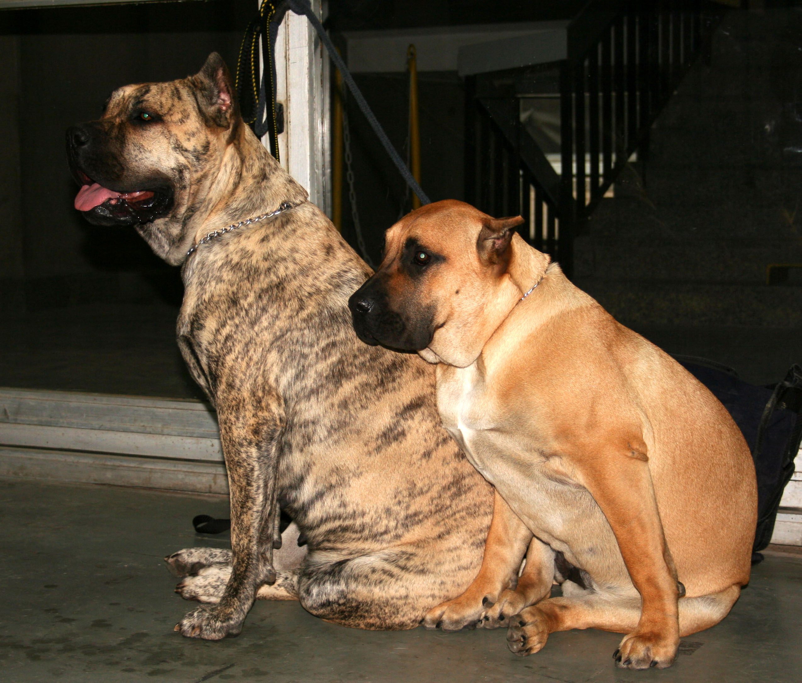 The Cane Corso American Bully Mix