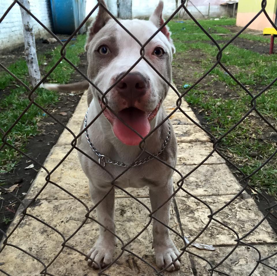 Prices & Expenses for Bully Pit Puppy: How Much Does an American Bulldog Pitbull Mix Cost?