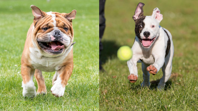 A Bulldog and a Pitbull running outdoors